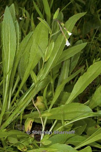 epilobium hallianum 2 graphic